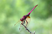 Violet Dropwing (Trithemis annulata) Male lying in wait on a leaf in early summer, Gapeau riverain near Hyères, Var, France