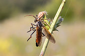 Capture of a Robber fly (Asilidae sp) by a spider on a stem, in summer in an overgrown meadow near Hyères, Var, France