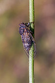 Black Cicada (Cicadatra atra) on a stem in early summer, Countryside near Hyères, Var, France