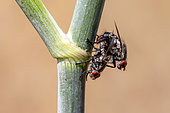 Flesh fly (Sarcophaga carnaria) Pair on a stem in early summer, Countryside near Hyères, Var, France