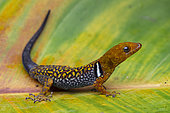 Collared Forest Gecko (Gonatodes concinnatus) on a leaf, Ecuador