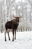 Elk or Moose (Alces alces alces), Bull Moose in winter, captive, Germany, Europe