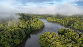 Drone view of the Amazon rainforest, Approuage River, French Guiana