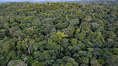 Drone view of the Amazon rainforest, French Guiana.