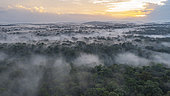 Drone view of a misty forest, Amazon, Régina, French Guiana