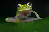 Yuruani Glassfrog (Hyalinobatrachium iaspidiense), French Guiana