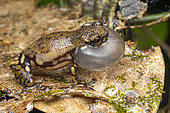 Tukeit Hill Frog (Allophryne ruthveni), French Guiana