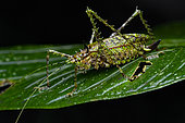 Indeterminate leafhopper (Orthoptera sp), Ecuador.