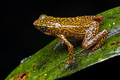Cayenne stubfoot Toad (Atelopus flavescens) on a leaf, French Guiana.