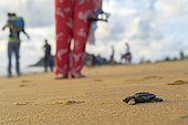 Hatching of a young turtle on a Guiana beach, Olive Ridley turtle (Lepidochelys olivacea), Rémire Montjoly, French Guiana.