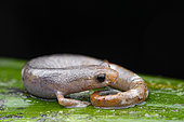 Peruvian Climbing Salamander (Bolitoglossa peruviana) on a leaf, Ecuador
