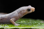 Portrait of Peruvian Climbing Salamander (Bolitoglossa peruviana) on a leaf, Ecuador