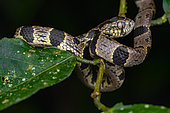 Andean Snail-Eater (Dipsas andiana), Mindo, Ecuador