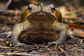 Sharp-nosed Toad (Rhinella dapsilis), Ecuador