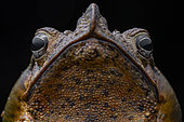 Portrait of Sharp-nosed Toad (Rhinella dapsilis), Ecuador