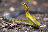 Rainbow Forest-Racer (Dendrophidion clarkii), Ecuador