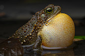 Evergreen toad (Incilius coniferus), Chocó, Ecuador