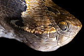 Chrysalis of a butterfly (Dynastor darius) imitating the head of a snake, Ecuador.