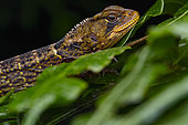 Spiny Dwarf-Iguana (Enyalioides heterolepis), Chocó, Ecuador