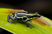 Spotted dart frog (Ranitomeya variabilis) on a leaf, Ecuador