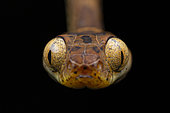 Portrait of Amazon Basin Tree Snake (Imantodes lentiferus), Ecuador.