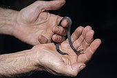 Orcés' Ground Snake (Atractus orcesi) hanging, Ecuador