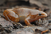 Strange-looking burrowing frog, described in 2021 (Synapturanus zombie), Saül, French Guiana.