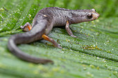 Peruvian Climbing Salamander (Bolitoglossa peruviana) on a leaf, Ecuador