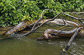 Green anaconda (Eunectes murinus), about 5 meters long, sunning itself along a river, Régina, French Guiana