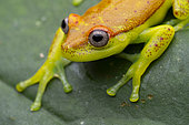 Polka-dot Tree frog (Boana punctata), Ecuador