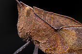 Grasshopper profile imitating a dead leaf, Indeterminate leafhopper (Orthoptera sp). Ecuador