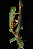 Tiger-striped leaf frog (Callimedusa tomopterna) climbing, Ecuador