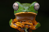 Tiger-striped leaf frog (Callimedusa tomopterna) portrait, Ecuador