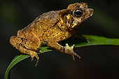 South American Common Toad (Rhinella margaritifera), night toad on a leaf, Kourou, French Guiana