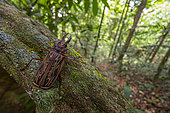Longicorn beetle (Macrodontia cervicornis), Kourou, French Guiana.