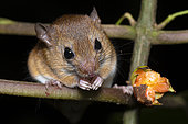 Bicolored arboreal rice rat (Oecomys bicolor) eating fruit in the forest, Kourou, French Guiana