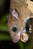 Bicolored arboreal rice rat (Oecomys bicolor) eating a nut in the forest, Kourou, French Guiana