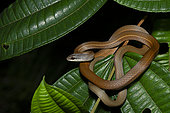Boddaert's tropical racer (Mastigodryas boddaerti) coiled at night in a shrub, Sinnamary, French Guiana