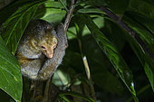Silky anteater (Cyclopes didactylus) at rest in a forest edge, Rémire Montjoly, French Guiana