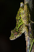 Spix's Snouted Treefrog (Scinax nebulosus) at night on a branch, Kourou, French Guiana.