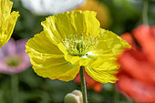 Iceland poppies (Papaver nudicaule)