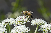 Abeille à miel (Apis mellifera) butinant des fleurs d'Oenanthe safranée (Oenanthe crocata), Loire-Atlantique, France
