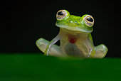 Undescribed glass frog (Hyalinobatrachium sp.1), French Guiana