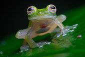 Undescribed glass frog (Hyalinobatrachium sp.1), French Guiana