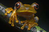 Semi-lined Tree Frog (Boana semilineata), French Guiana