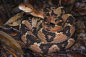 Bushmaster (Lachesis muta), South America's largest venomous snake, at the bend in a path, Belizon, French Guiana