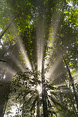 Sunbeams in the Amazon rainforest, Belizon, French Guiana.