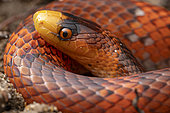 Yellow-headed Flame-Snake (Oxyrhopus occipitalis), red snake with yellow nose, Saut Maripa, French Guiana
