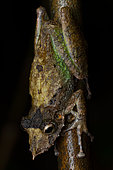 Gran Rio Snouted Treefrog (Scinax proboscideus) Long-nosed tree frog on a branch, Kaw, French Guiana