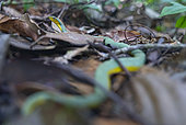 False palmviper (Xenodon werneri) Snake imitating a venomous Amazon palm viper, also venomous, diurnal and terrestrial, Cacao, French Guiana.